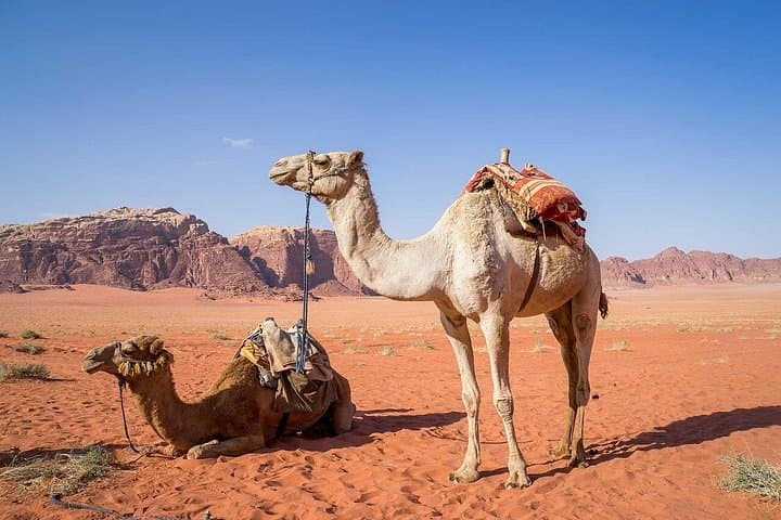 Wadi Rum 2-Day Jeep Tour: Overnight Bedouin Camp & Rock Bridges photo 6