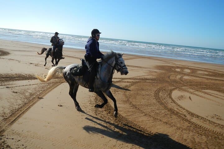 Essaouira 3-Hour Horse Riding: Beach Gallops, Dunes & Eucalyptus Forests photo 5