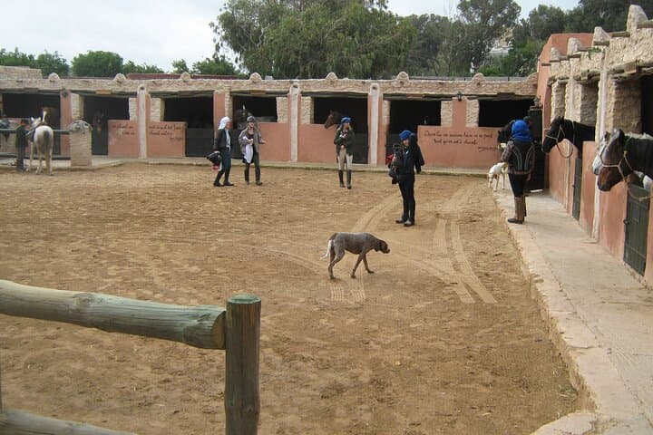 Essaouira 3-Hour Horse Riding: Beach Gallops, Dunes & Eucalyptus Forests photo 6