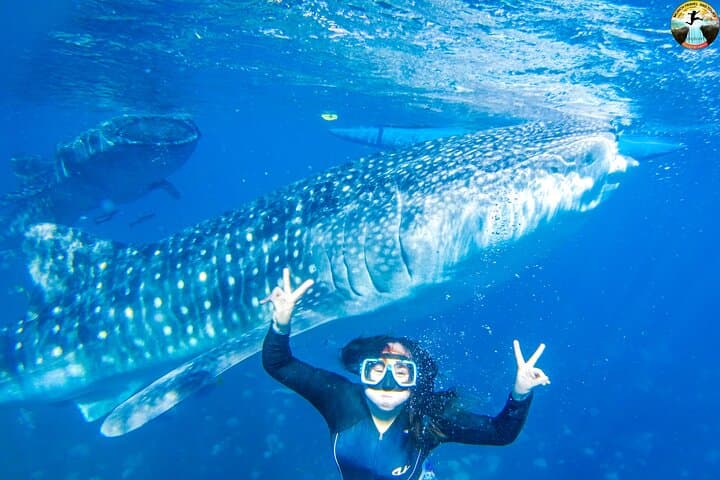 Oslob Whale Shark Swim & Kawasan Falls Day Tour — Swim with Gentle Giants and Cool Off in Blue Pools photo 3