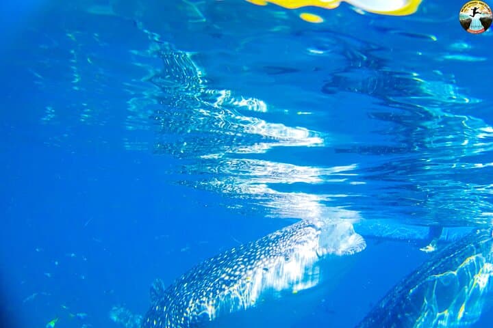 Oslob Whale Shark Swim & Kawasan Falls Day Tour — Swim with Gentle Giants and Cool Off in Blue Pools photo 4