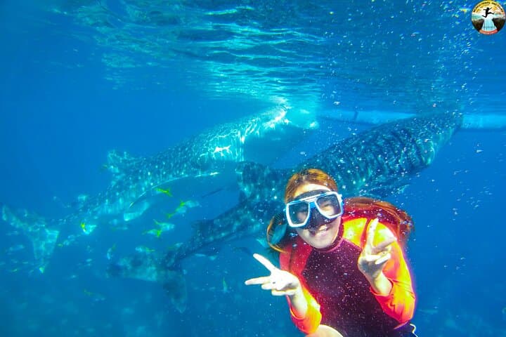 Oslob Whale Shark Swim & Kawasan Falls Day Tour — Swim with Gentle Giants and Cool Off in Blue Pools
