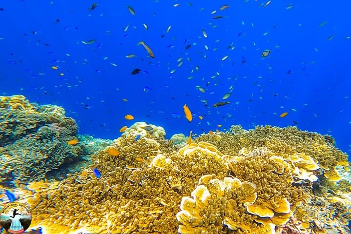 Moalboal Sardine Run & Sea Turtle Snorkel — Pescador Island Day Trip photo 3