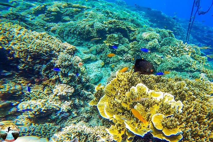 Moalboal Sardine Run & Sea Turtle Snorkel — Pescador Island Day Trip photo 4