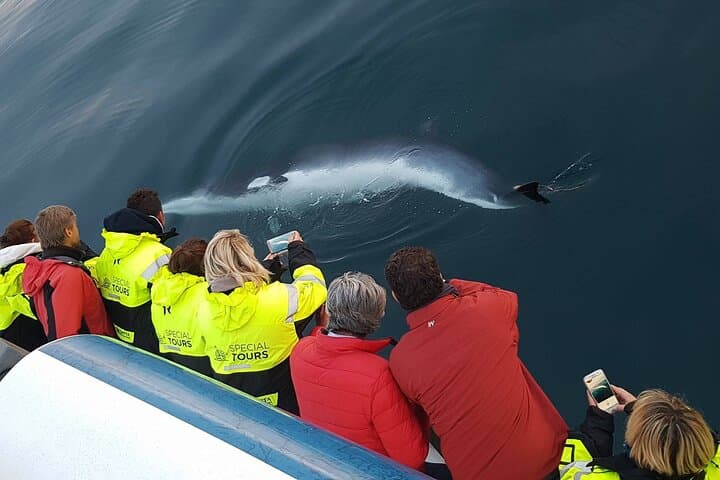 Whale Watching from Reykjavik: Faxaflói Bay Cruises & Sightings Guide