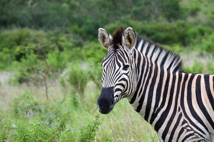 Half-Day Safari from Durban: Tala Game Reserve & Elephant Encounter photo 3