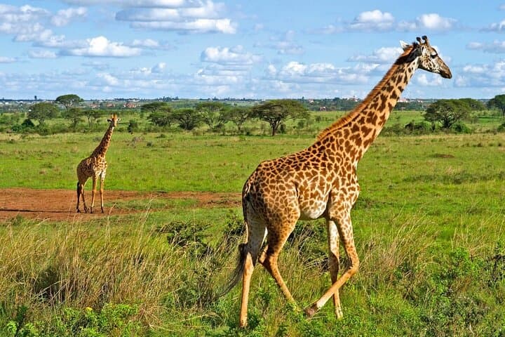 City-Edge Safari: Nairobi National Park Half-Day Game Drive photo 3
