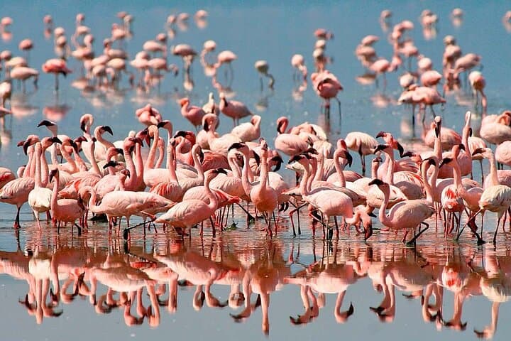 7-Day Northern Tanzania Safari: Tarangire, Serengeti, Ngorongoro & Materuni Waterfalls photo 6