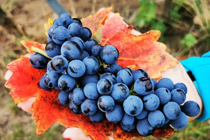 Bike and Wine Tour in Dealu Mare Wineland — Cycle Romania's Historic Vineyards