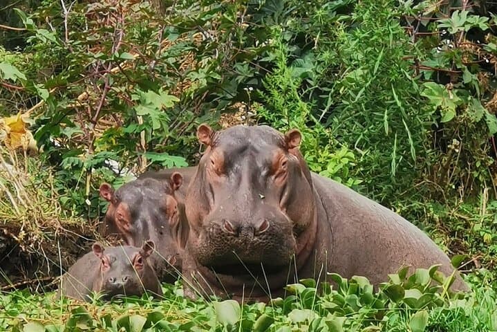 Lake Nakuru National Park Day Tour: Flamingos, Rhinos & Rift Valley Views photo 2