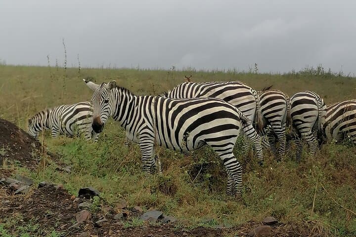 Lake Nakuru National Park Day Tour: Flamingos, Rhinos & Rift Valley Views photo 3