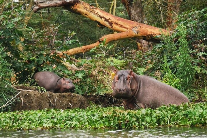 Lake Nakuru National Park Day Tour: Flamingos, Rhinos & Rift Valley Views photo 4