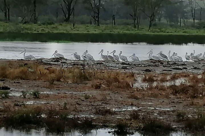 Lake Nakuru National Park Day Tour: Flamingos, Rhinos & Rift Valley Views photo 5