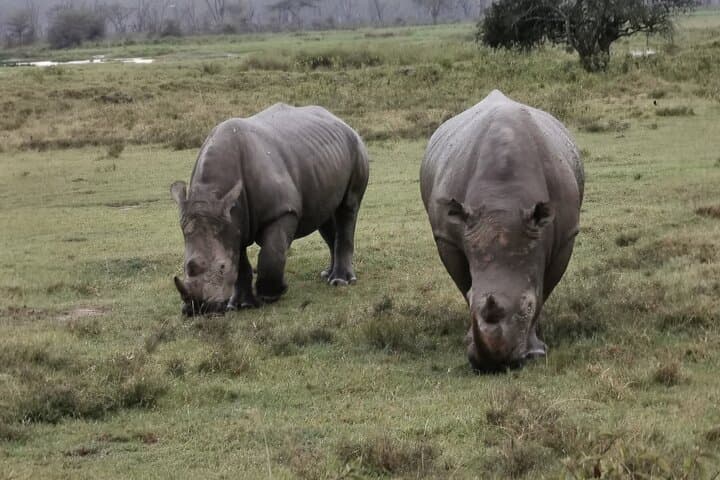 Lake Nakuru National Park Day Tour: Flamingos, Rhinos & Rift Valley Views photo 6