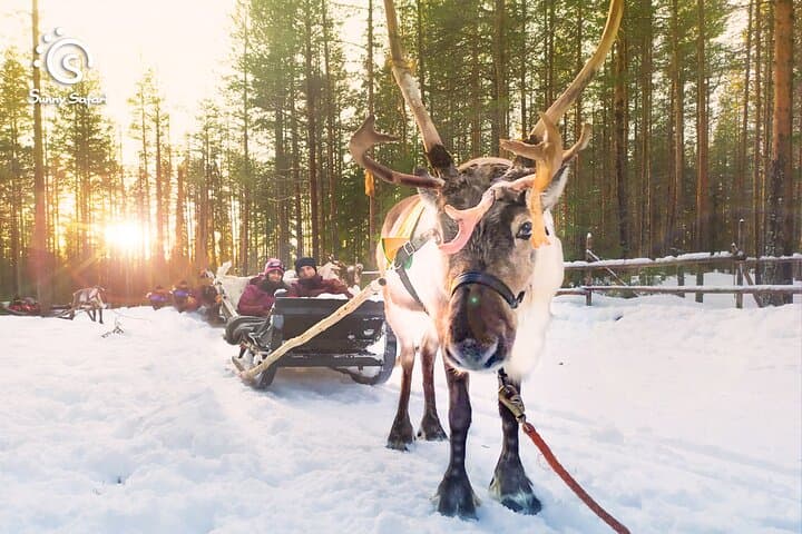 Reindeer Safari in Arctic Wilderness: Rovaniemi Reindeer Sled Experience photo 5