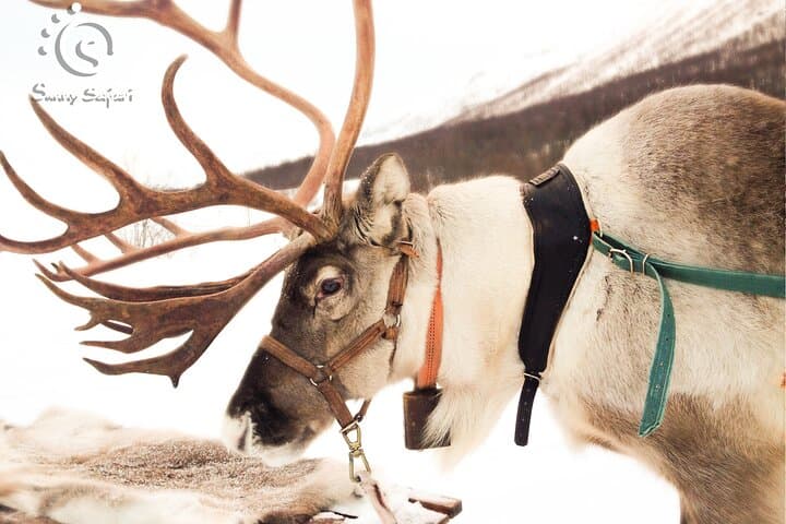 Reindeer Safari in Arctic Wilderness: Rovaniemi Reindeer Sled Experience