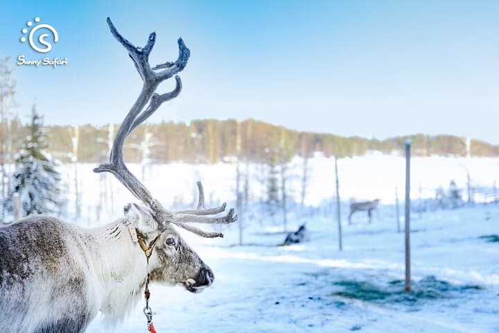Reindeer Safari in Arctic Wilderness: Rovaniemi Reindeer Sled Experience photo 6