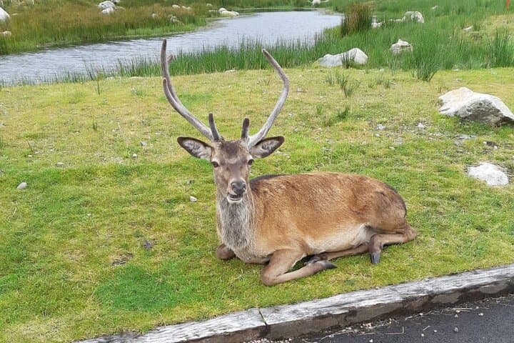 Highland Minibus Tour: Fort William, Glencoe & Loch Ness Day Trip from Inverness