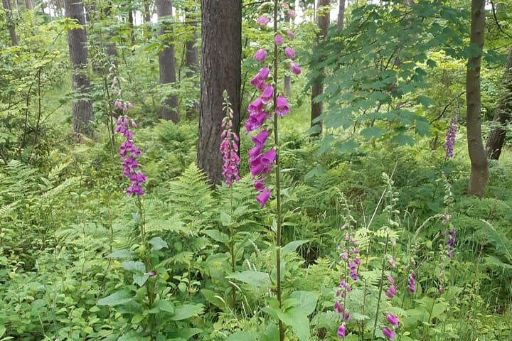 Highland Minibus Tour: Fort William, Glencoe & Loch Ness Day Trip from Inverness photo 2