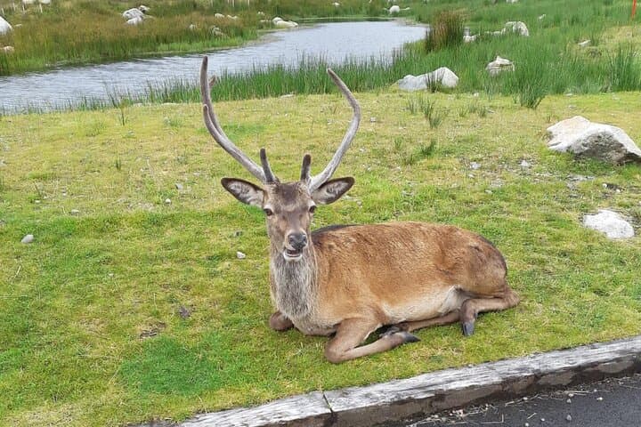 Culloden and Cairngorms Day Tour from Inverness: History, Peaks & Highland Vistas photo 4