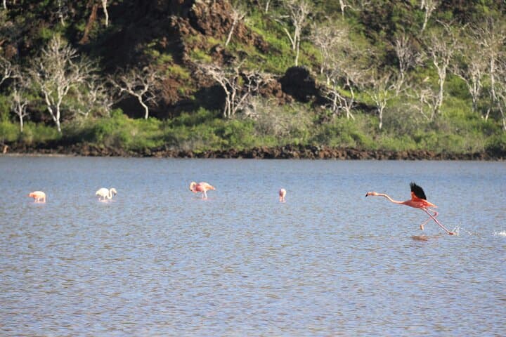 Floreana Island Day Trip: Snorkel, Fish & Explore Cormorant Point photo 3