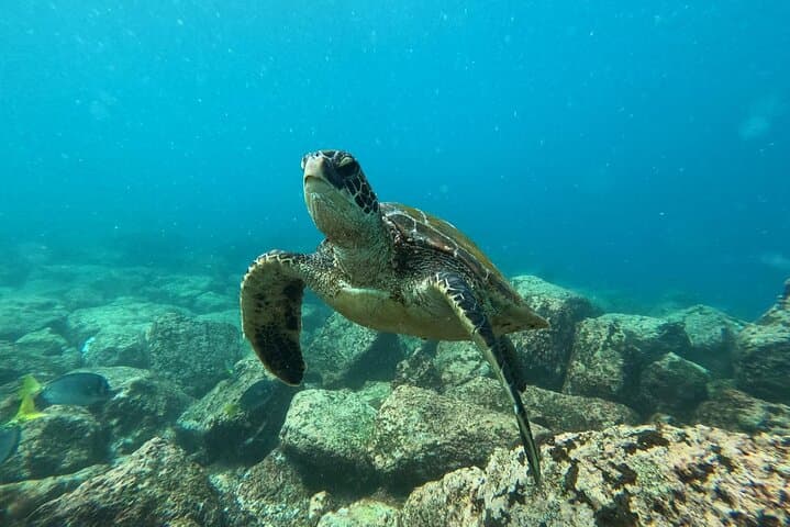 Floreana Island Day Trip: Snorkel, Fish & Explore Cormorant Point