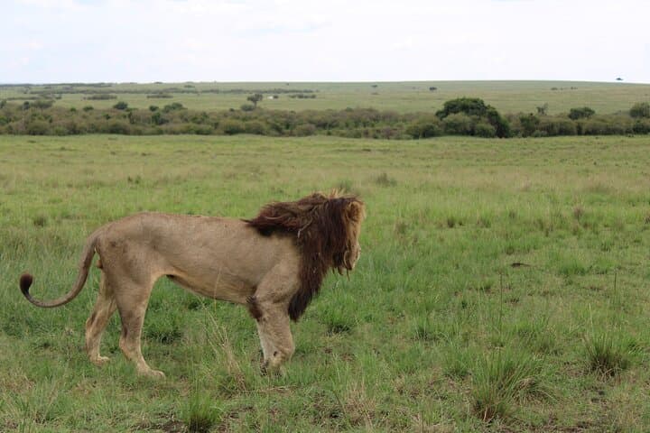 4-Day Serengeti and Ngorongoro Camping Safari from Arusha — Complete Guide photo 2