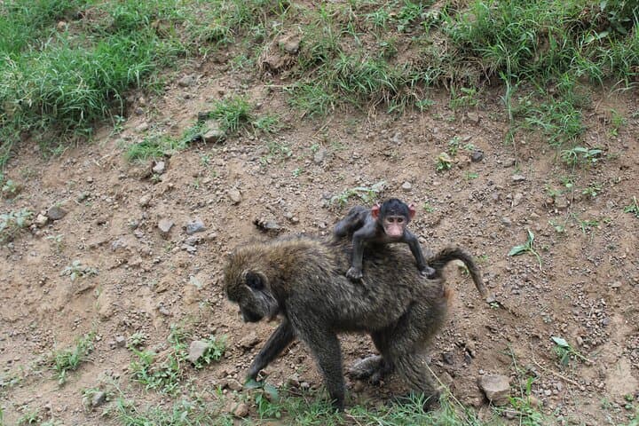 4-Day Serengeti and Ngorongoro Camping Safari from Arusha — Complete Guide photo 3