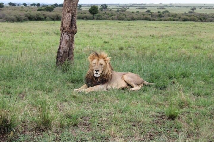 4-Day Serengeti and Ngorongoro Camping Safari from Arusha — Complete Guide photo 4