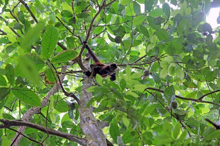 Corcovado Sirena Station Day Tour from Drake Bay — Boat Ride & Rainforest Hike photo 3