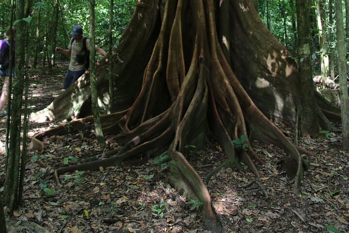 Corcovado Sirena Station Day Tour from Drake Bay — Boat Ride & Rainforest Hike photo 4
