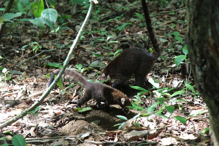 Corcovado Sirena Station Day Tour from Drake Bay — Boat Ride & Rainforest Hike photo 5
