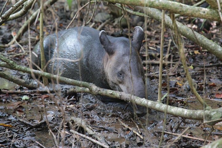 Corcovado Sirena Station Day Tour from Drake Bay — Boat Ride & Rainforest Hike photo 6