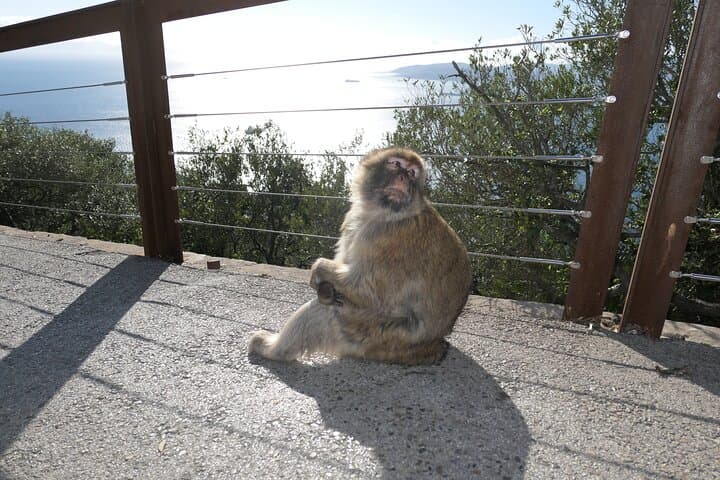 Top of the Rock: Gibraltar Sightseeing Tour with Monkeys and Panoramic Views photo 3