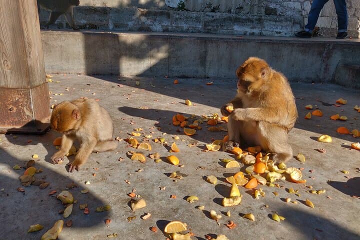 Top of the Rock: Gibraltar Sightseeing Tour with Monkeys and Panoramic Views photo 4