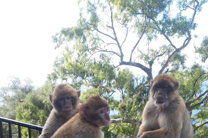 Top of the Rock: Gibraltar Sightseeing Tour with Monkeys and Panoramic Views photo 6