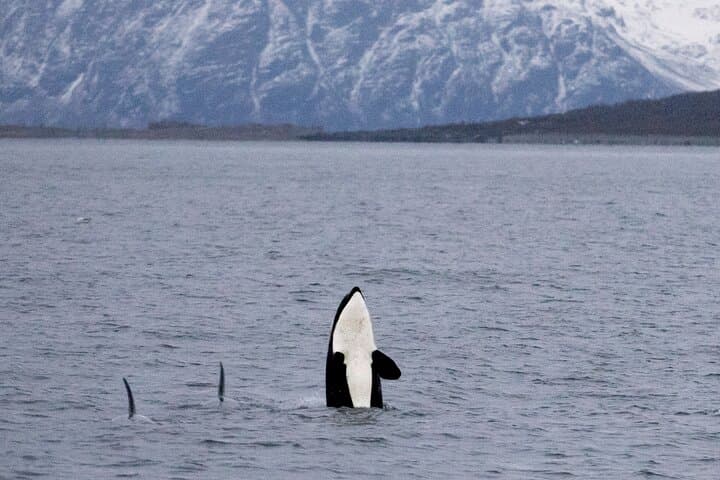 Silent Hybrid-Electric Whale Watching from Tromsø: Arctic Whale Safaris photo 2
