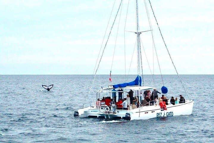 Los Cabos Whale Watching Aboard Pez Gato: Humpback & Gray Whale Cruise photo 3