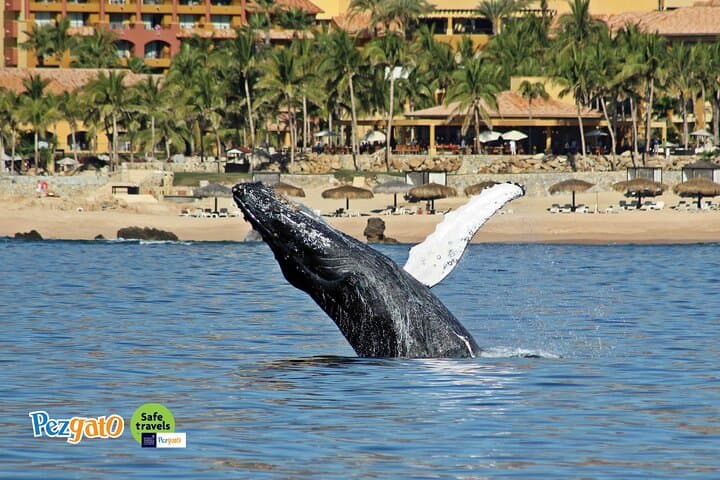 Los Cabos Whale Watching Aboard Pez Gato: Humpback & Gray Whale Cruise