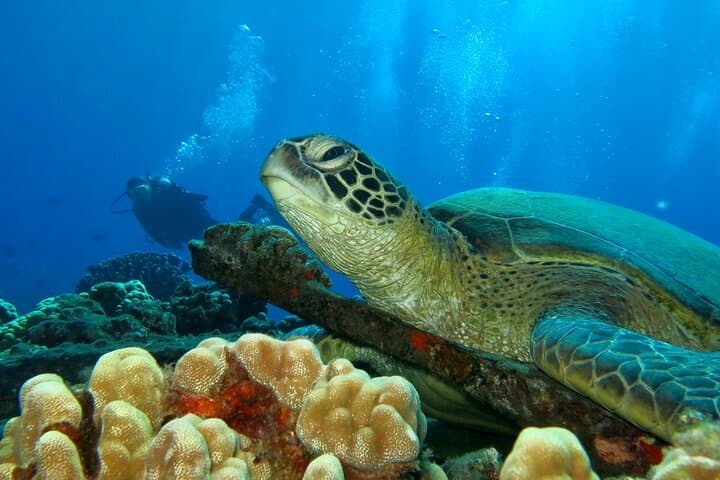 Beginner Scuba Dive in Lahaina — Kahekili Beach Shore Dive for First-Timers photo 3