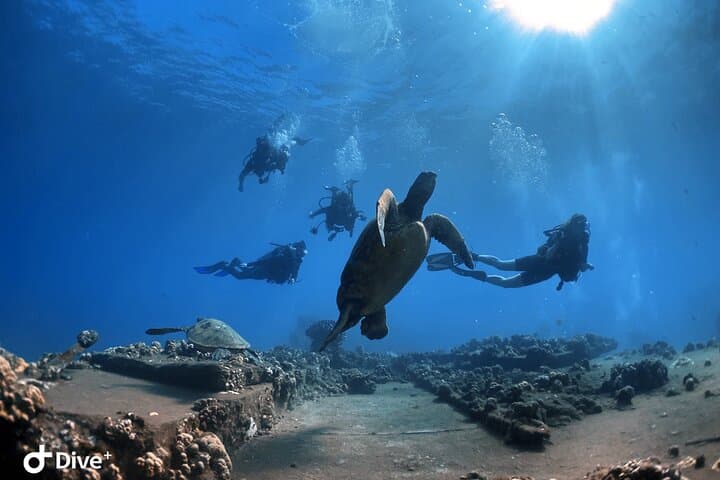 Beginner Scuba Dive in Lahaina — Kahekili Beach Shore Dive for First-Timers photo 2