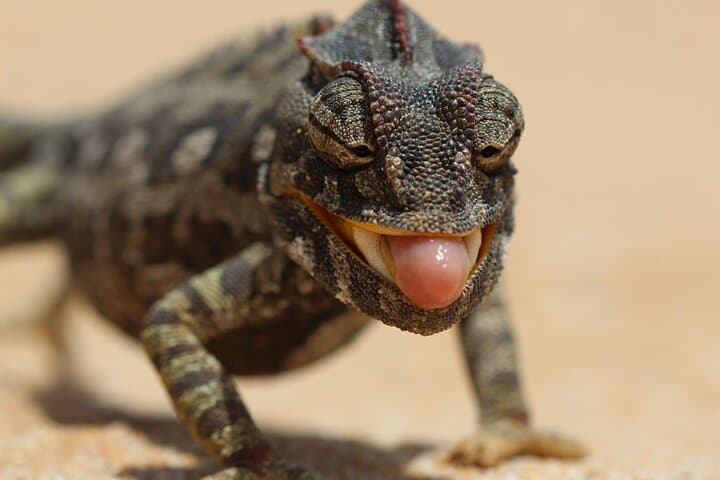 Living Dunes Experience from Swakopmund — Coastal Namib Desert Wildlife Walk photo 3