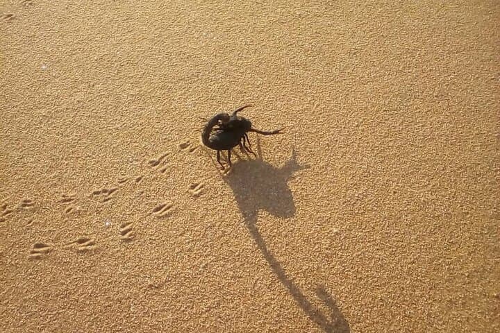 Living Dunes Experience from Swakopmund — Coastal Namib Desert Wildlife Walk photo 5