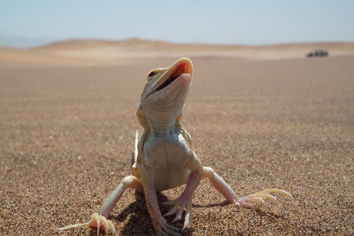 Living Dunes Experience from Swakopmund — Coastal Namib Desert Wildlife Walk photo 6