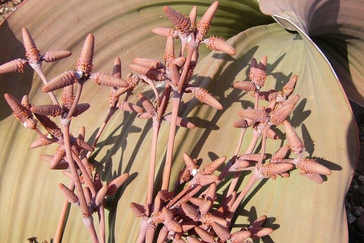 Welwitschia Tour: Explore the Moon Landscape from Swakopmund photo 2