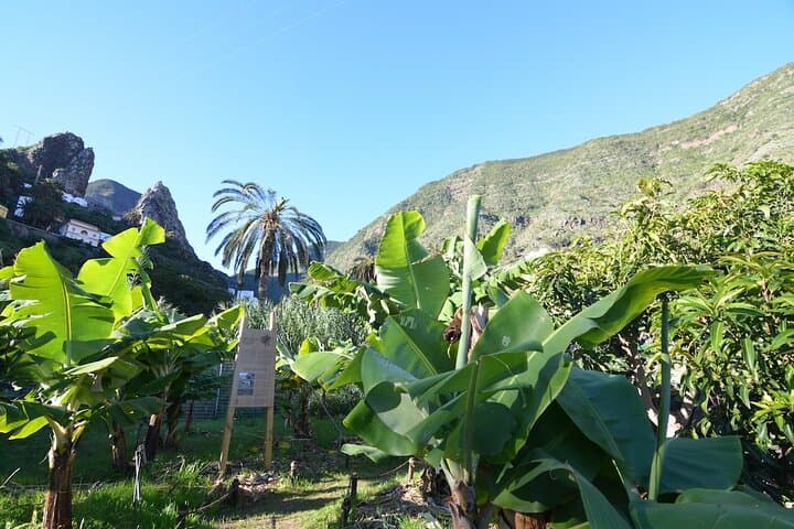 Inside La Gomera’s Ethnographic Park: Self-Guided Farm, Mill & Cultural Walk photo 5