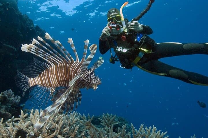 Swim With Dolphins Tour Hurghada — Snorkel Shaab Samadai and Giftun photo 4