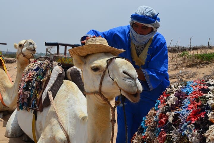 3-Hour Camel Ride on Essaouira Beach: Dunes, Ocean and Local Life photo 4