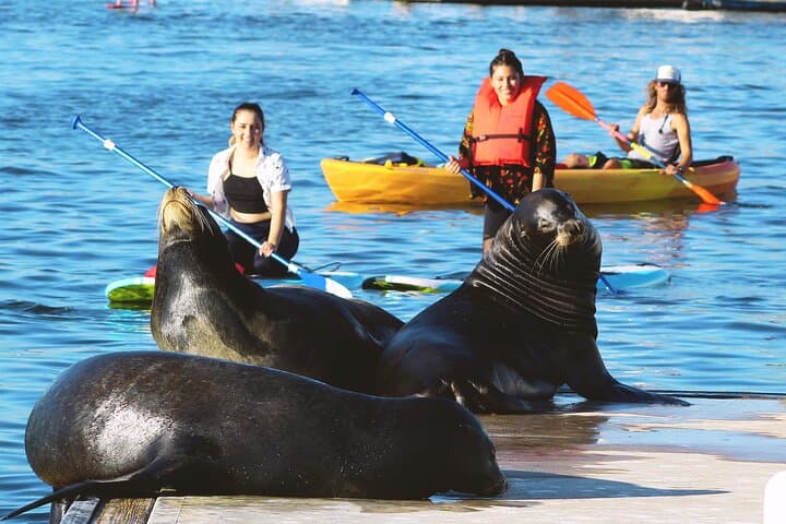 Marina del Rey Sea Lion Kayak & SUP Tour — 2-Hour Guided Paddle