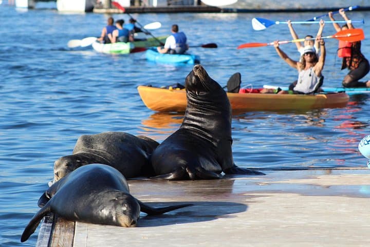 Marina del Rey Sea Lion Kayak & SUP Tour — 2-Hour Guided Paddle photo 2